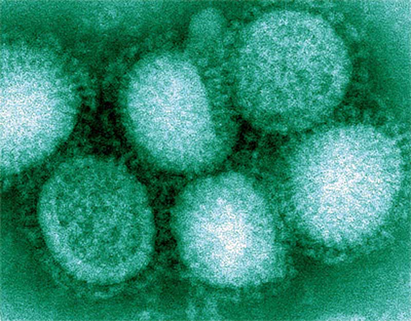 Вирус Н1Х1