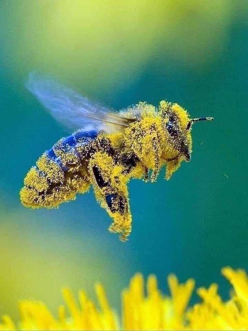 Лепа дивна медоносна пчела у лету