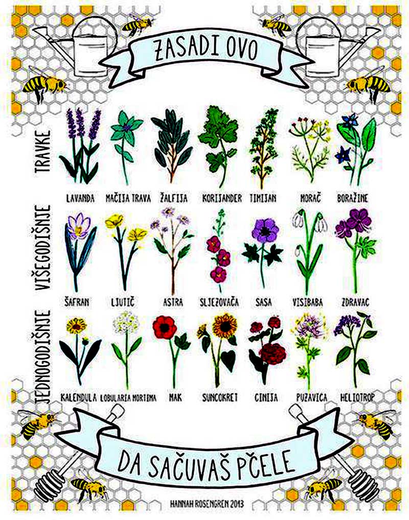 Биљке које можемо да засадимо и омогућимо опстанак пчела