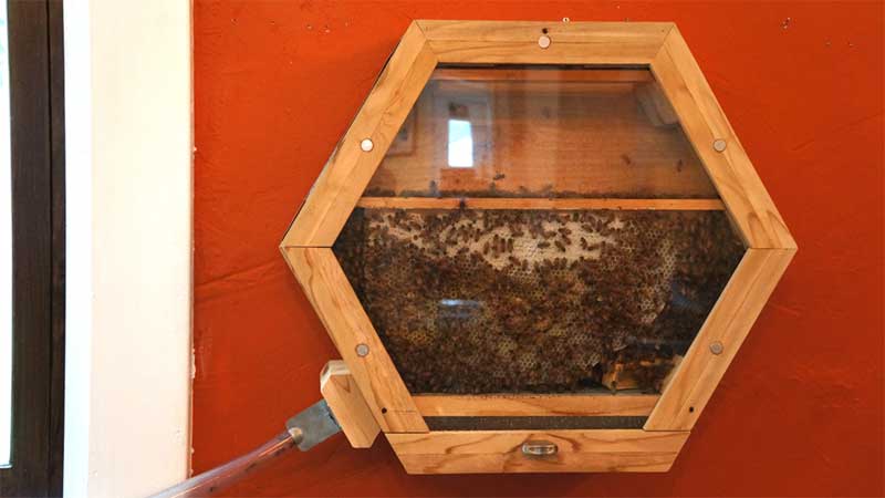 Један занимљив тип кошнице која се држи у соби- омогућује лечење ваздухом из кошнице а вибрације пчела су такође благотворне за здравље